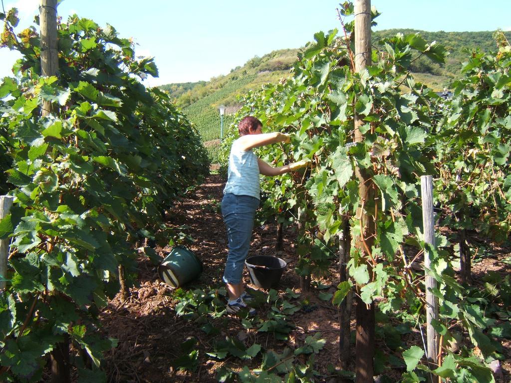 Wein- Und Gaestehaus St. Aldegundishof Sankt Aldegund Εξωτερικό φωτογραφία